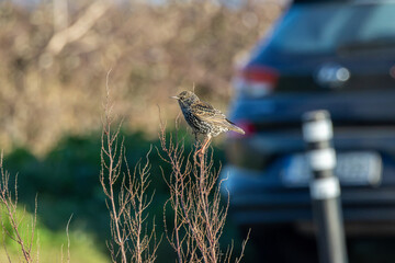 Obraz premium Common Starling perched on bare twigs