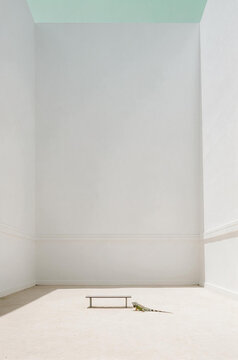 Vertical photo of a small green iguana next to a bench in a vast empty white courtyard. Minimalist architectural background with pale green sky. Large copy space for text