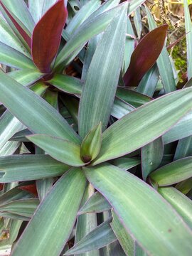 Vibrant purple and green leaves of a Tradescantia spathacea plant. Tropical Tradescantia spathacea foliage showcasing contrasting green and deep purple natural colors.