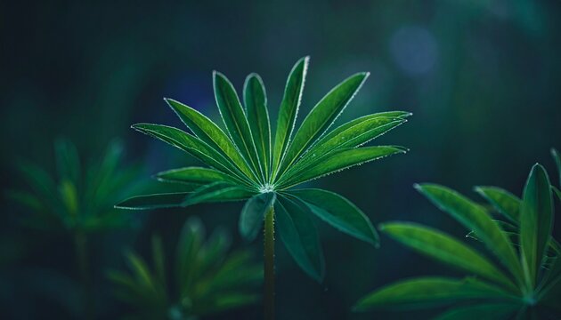 Summer dark background with fan shaped lupine leaves. Moody bold colors. Blurred natural background, banner format