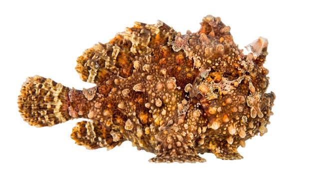 Warty frogfish with textured brown skin, camouflaged anglerfish marine life, exotic tropical frogfish for marine biology isolated PNG with Transparent Background