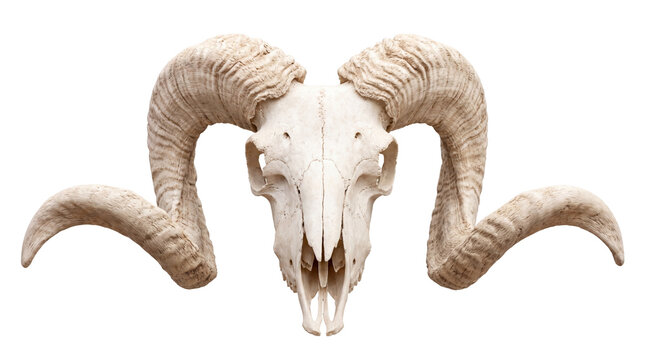 Ram skull with large curved horns, weathered animal cranium, desert bighorn sheep bone trophy for rustic decor and western design isolated PNG with Transparent Background