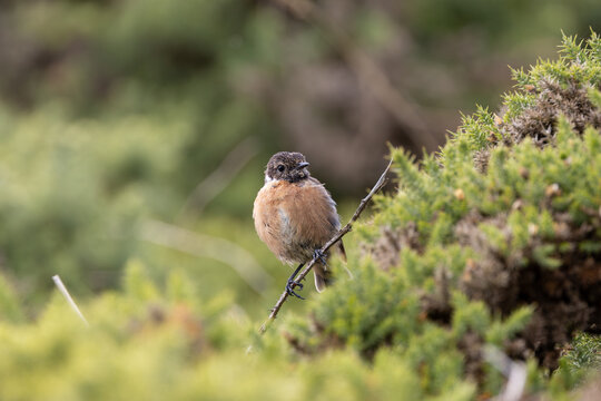 Stonechat perched on a gorse twig