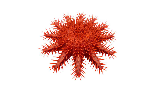 Red crown-of-thorns starfish, venomous tropical sea star with sharp spines, marine life for educational biology and ocean conservation isolated PNG with Transparent Background
