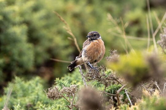Stonechat perched on gorse
