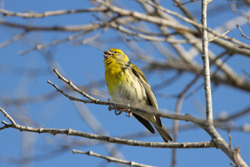Obraz premium Adult male European serin with a seed