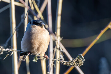 Obraz premium Adult female bullfinch perched in sunlight