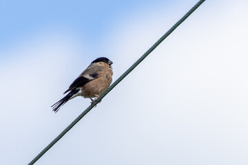 Obraz premium Adult female bullfinch perched on a wire