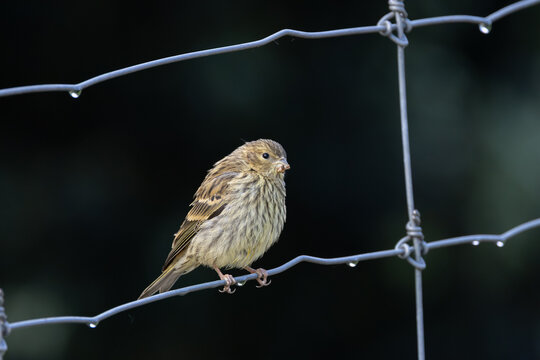 European serin on a wire fence