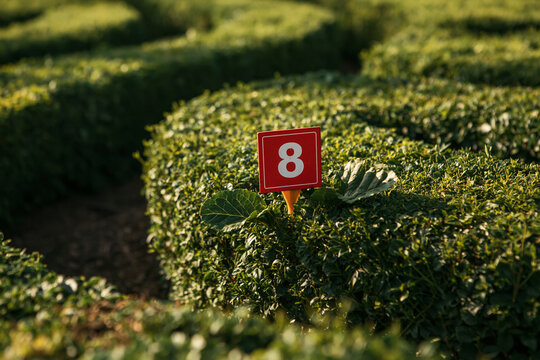 Red sign with number 8 in a green hedge maze. Represents decision or a specific path.