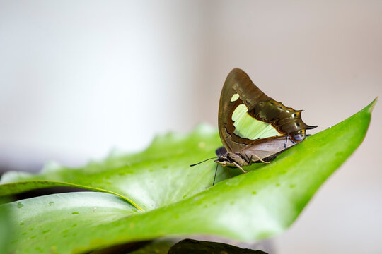 butterfly on leaf