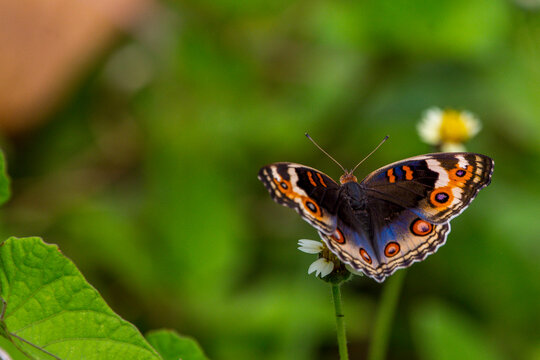 butterfly on a flower
