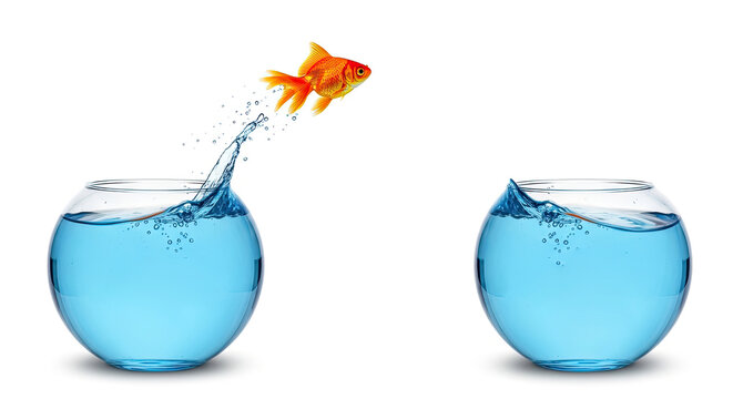 A golden goldfish leaps from one glass bowl to another. The fish is splashing water as it jumps.