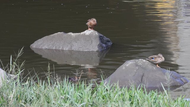 canard colvert au repos