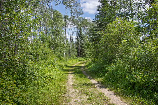 Forest Dirt Road Leading Through Aspens and Other Deciduous Trees on a Sunny Summer Day with Cast Shadows