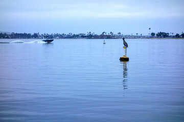 Fototapeta premium A lone pelican perches on a yellow buoy in the calm overcast morning waters of Mission Bay while a speedboat zooms past, San Diego, CA