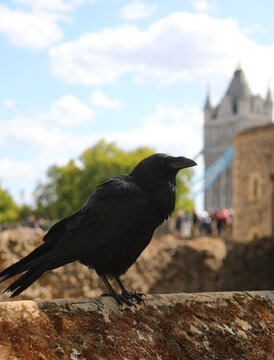 Tower of London raven perched on historic stone wall with Tower Bridge in background