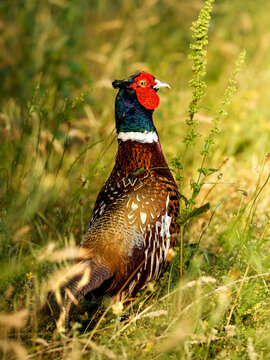 Faisan de Colchide m&acirc;le (Phasianus colchicus) dans une prairie naturelle
