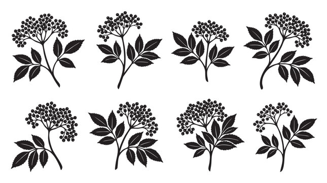 Set of black silhouette elderberry plant branches with leaves and berries isolated on a white background
