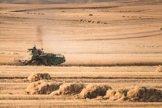 Agricultural machinery cultivates a field, collecting dry grass into haystacks. Agricultural industry in Tajikistan in the fields at sunset in the evening. Warm landscape