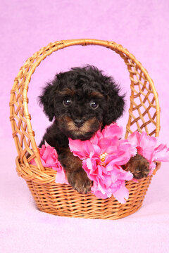 Tiny toy poodle puppy sitting inside woven basket with flowers