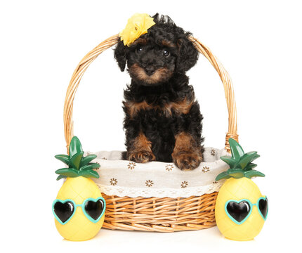 Toy poodle puppy sitting inside woven basket with pineapple toys