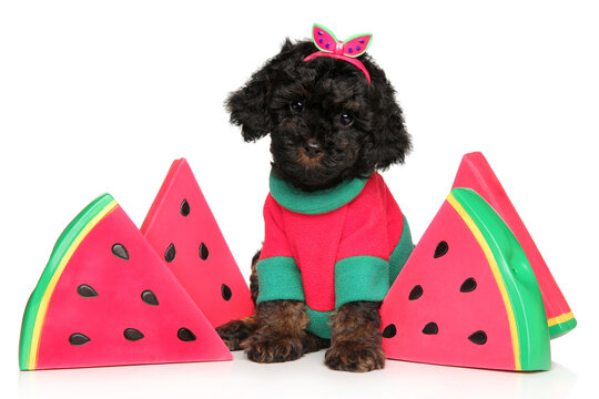 Tiny toy poodle puppy sitting among decorative watermelon slices