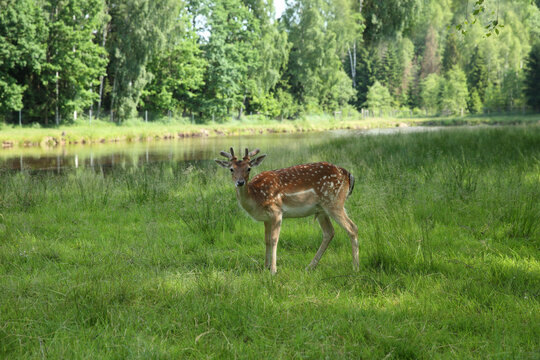 Fallow deer standing in green meadow near calm forest lake