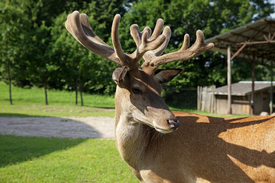 Red deer buck with velvet antlers standing in grassy enclosure