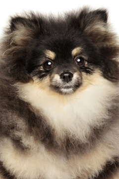 Close up portrait of a small pomeranian puppy dog