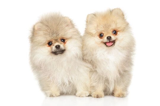 Two fluffy pomeranian puppies sitting together looking at the camera