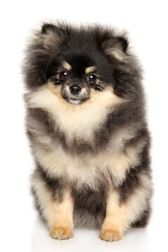 Small black and tan pomeranian sitting looking directly ahead
