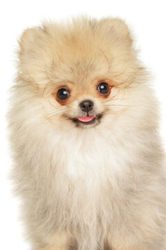 Small pomeranian puppy faces forward with its tongue sticking out