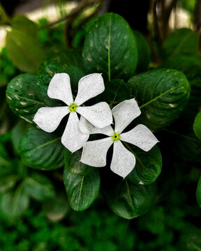 White Catharanthus Roseus Madagascar Periwinkle Flowers in Bloom