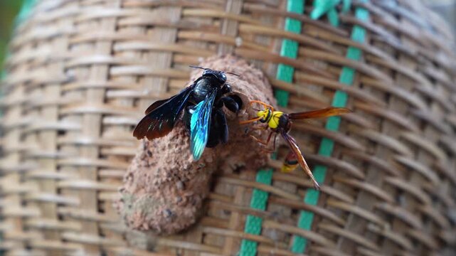 A *Ceriana* wasp fights off an intruder.