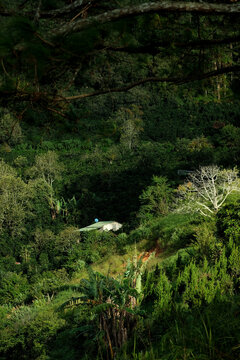 Solitary house hidden in a farm field on a pine hill in Cau Dat, Da Lat, Vietnam