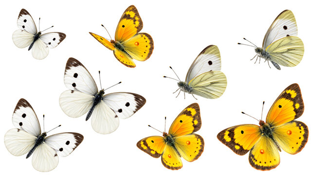 Group of colorful yellow and white butterflies illustration isolated on transparent background