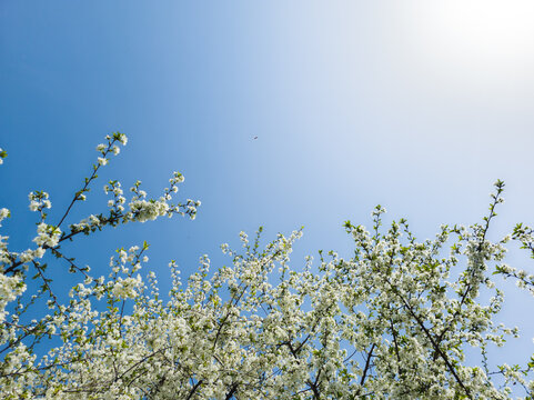Flowering Cherry Tree Branches Against Bright Blue Sky