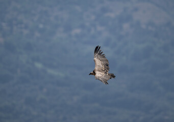 Obraz premium A griffon vulture hunting in the mountains of Crete, Greece, in summer