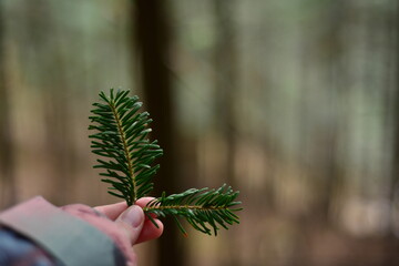 Person Holding Fresh Green Fir Twig in Evergreen Forest. Close-up shot of a hand holding a vibrant green fir branch with pine needles in a serene woodland environment. The soft, blurred forest © Alexandra Dubinina