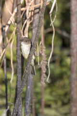 Bird in branches © Johnny