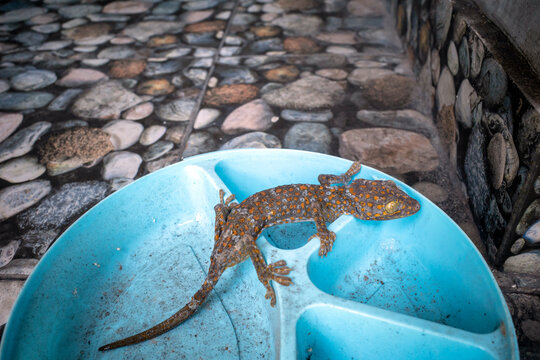 A Tokay Gecko Sitting on Blue Plastic Tray