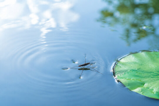 Water strider insect on calm blue water with lily pad, nature and aquatic ecosystem concept