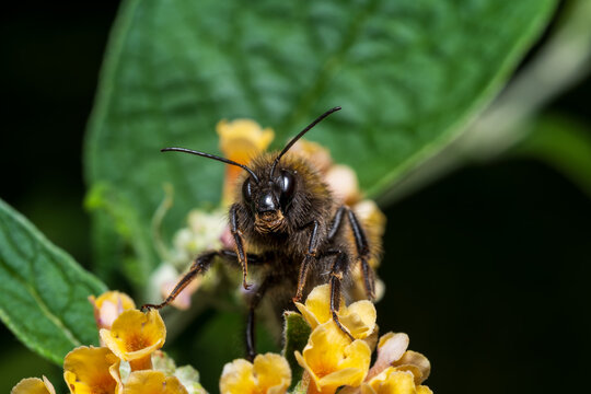 Extreme macro of a fluffy mining bee looking directly at the camera on yellow flowers 