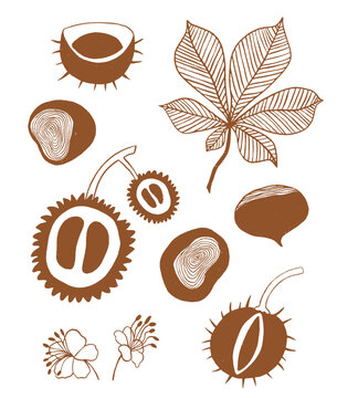 Autumn illustrations with chestnut elements