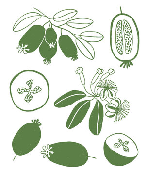 Autumn illustrations with feijoa elements
