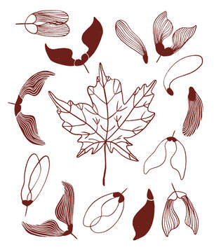 Autumn illustrations with maple tree elements