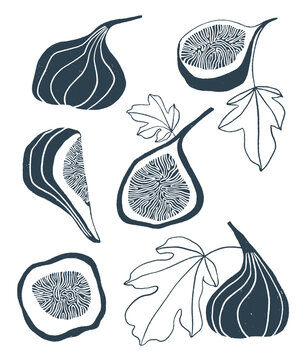 Autumn illustrations with fig tree elements