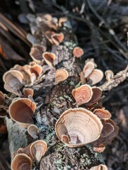 Mushrooms © Eric