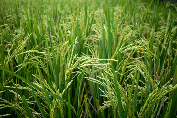 Fototapeta premium Close up of green paddy rice plant (Oryza sativa) on rice field. Natural wallpaper.